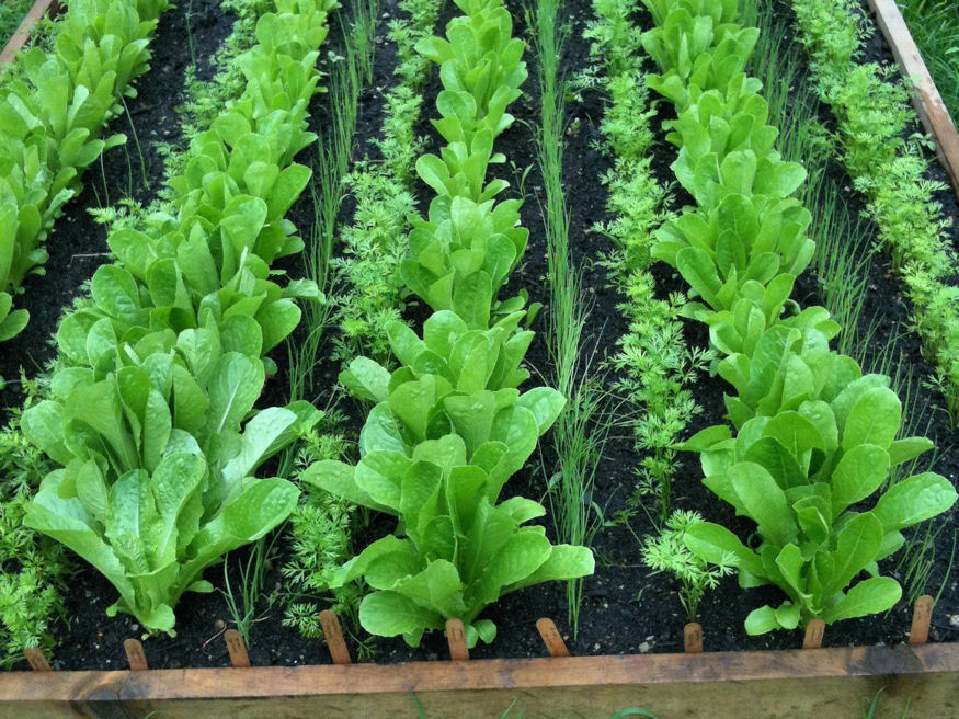 LÉGY KERTÉSZ! – Mit, mikor ültessünk? - image description