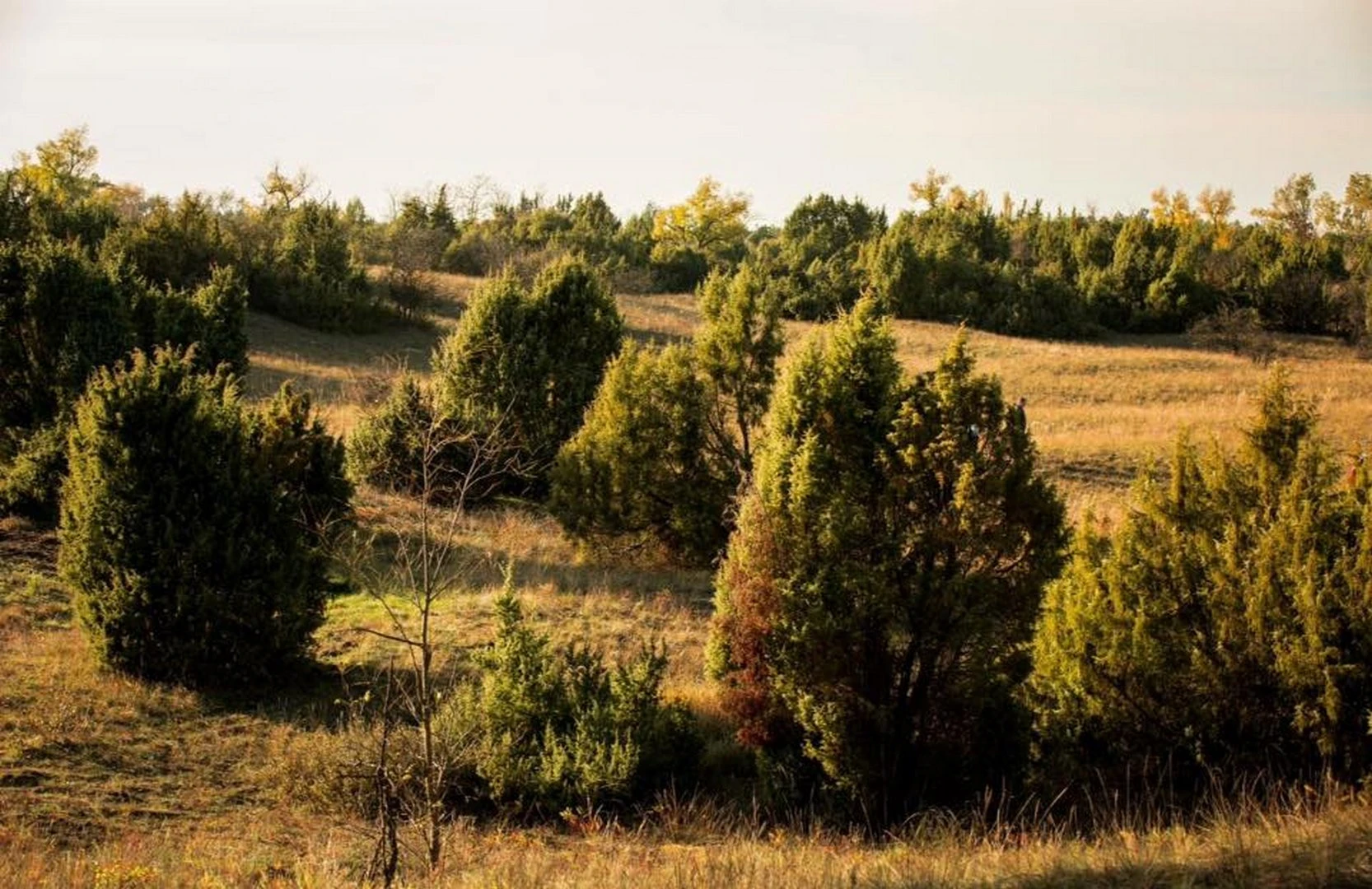 A császártöltési ősborókás - image description
