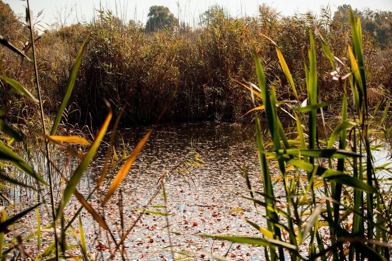 A Vörös mocsár - image description