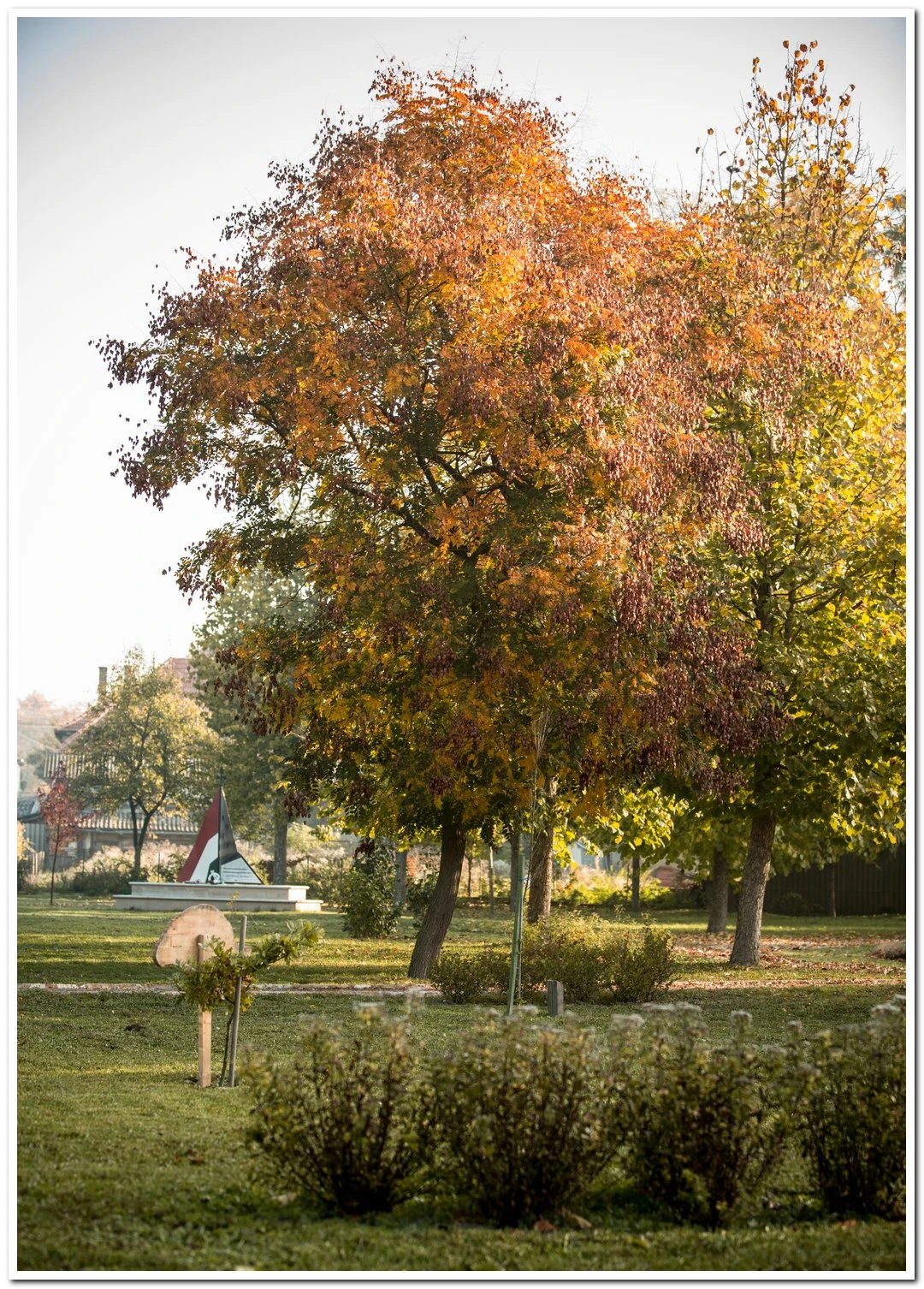 Császártöltési Liget - image description