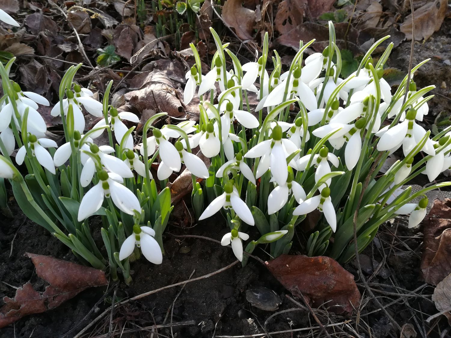 Pompázik a kikeleti hóvirág Uszódon és a Duna-menti ligeterdőkben - image description
