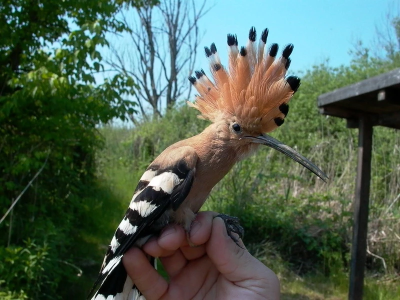 Mocsárvilág Császártöltés - image description