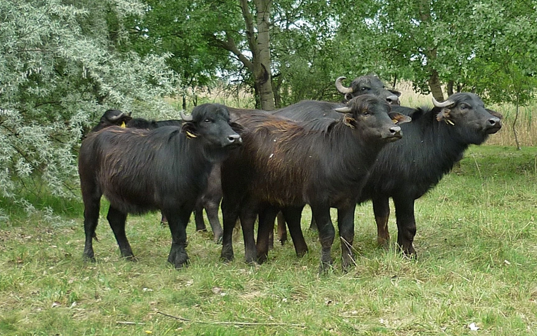 Csetényi Élménypark - image description