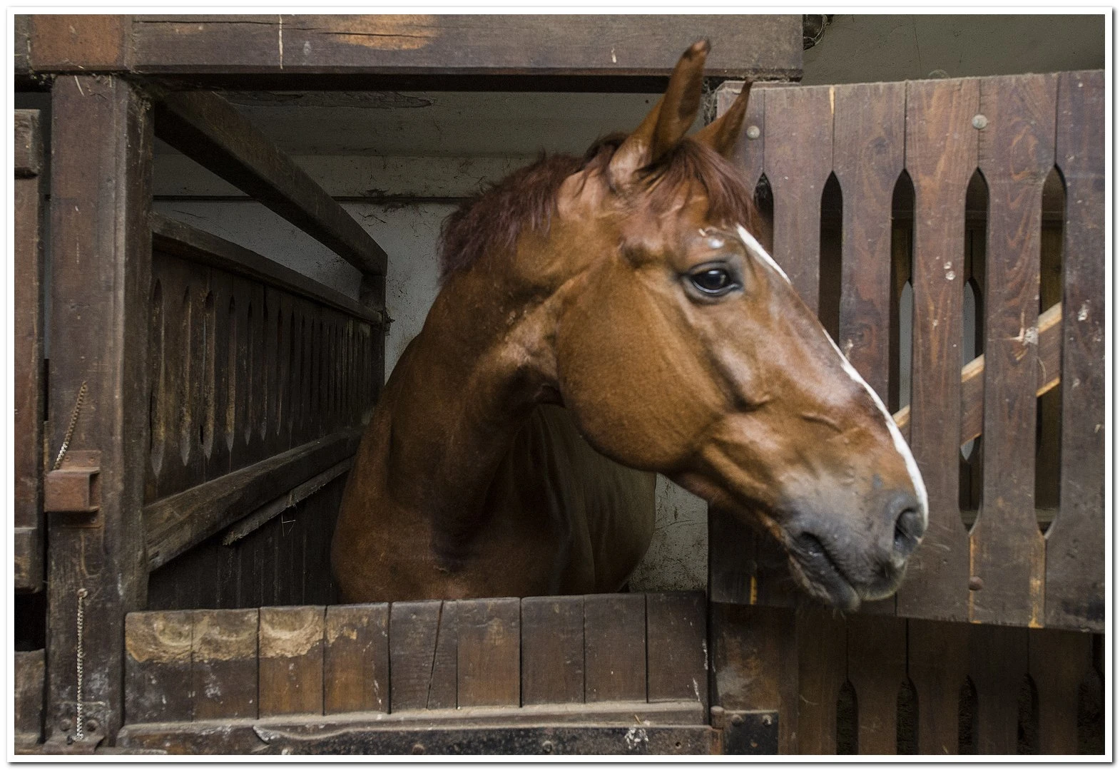 Fülöp Fogathajtó- és Lovasiskola - image description