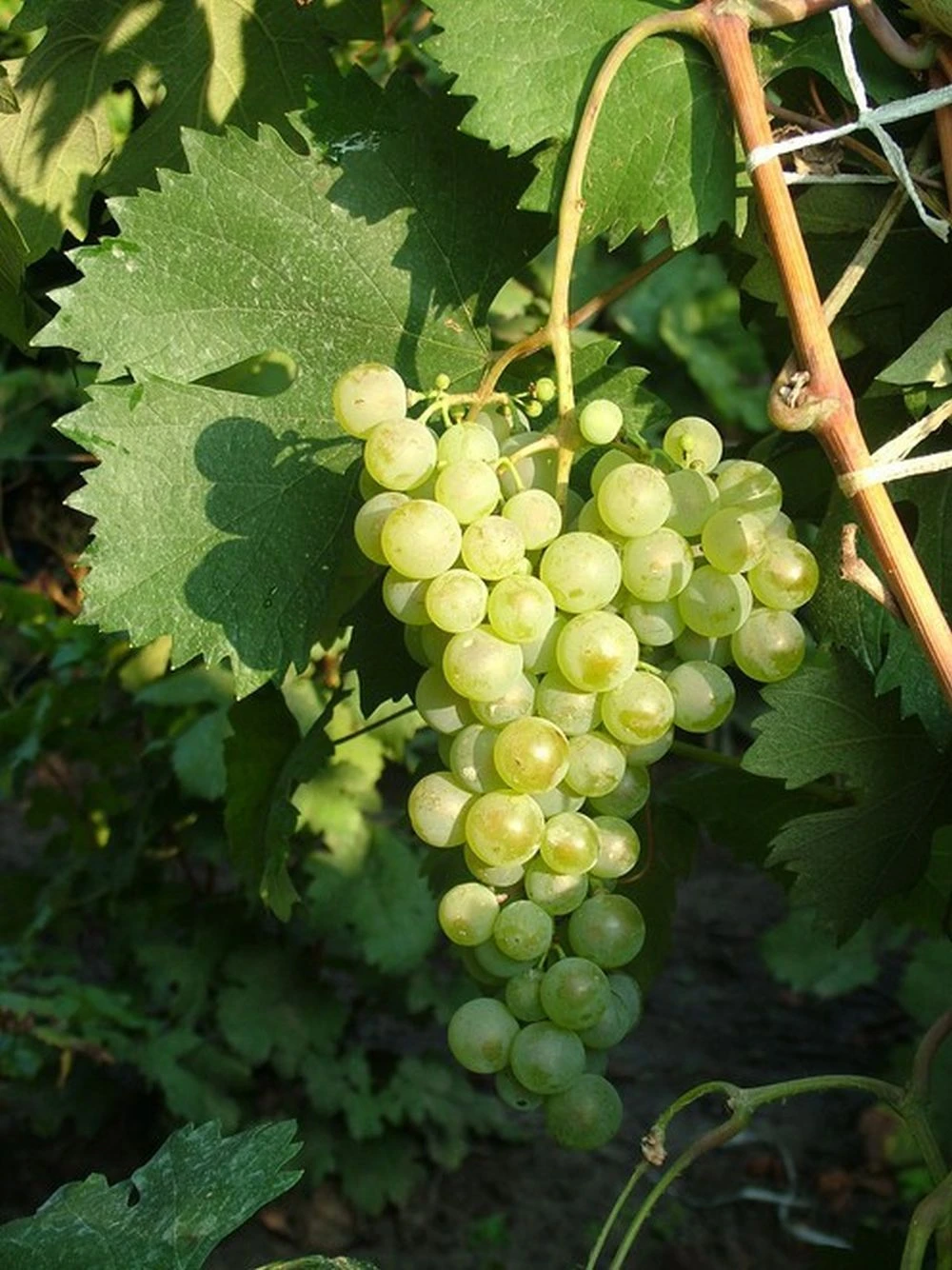 IZSÁKI ARANY SÁRFEHÉR SZŐLŐ - image description