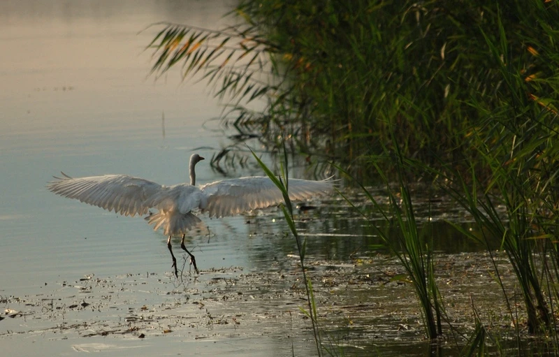 Kelebiai halastavak - image description