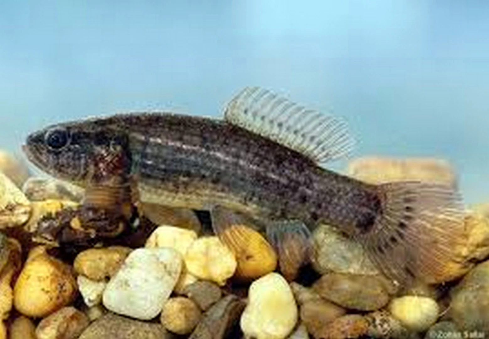 Lápi póc - image description