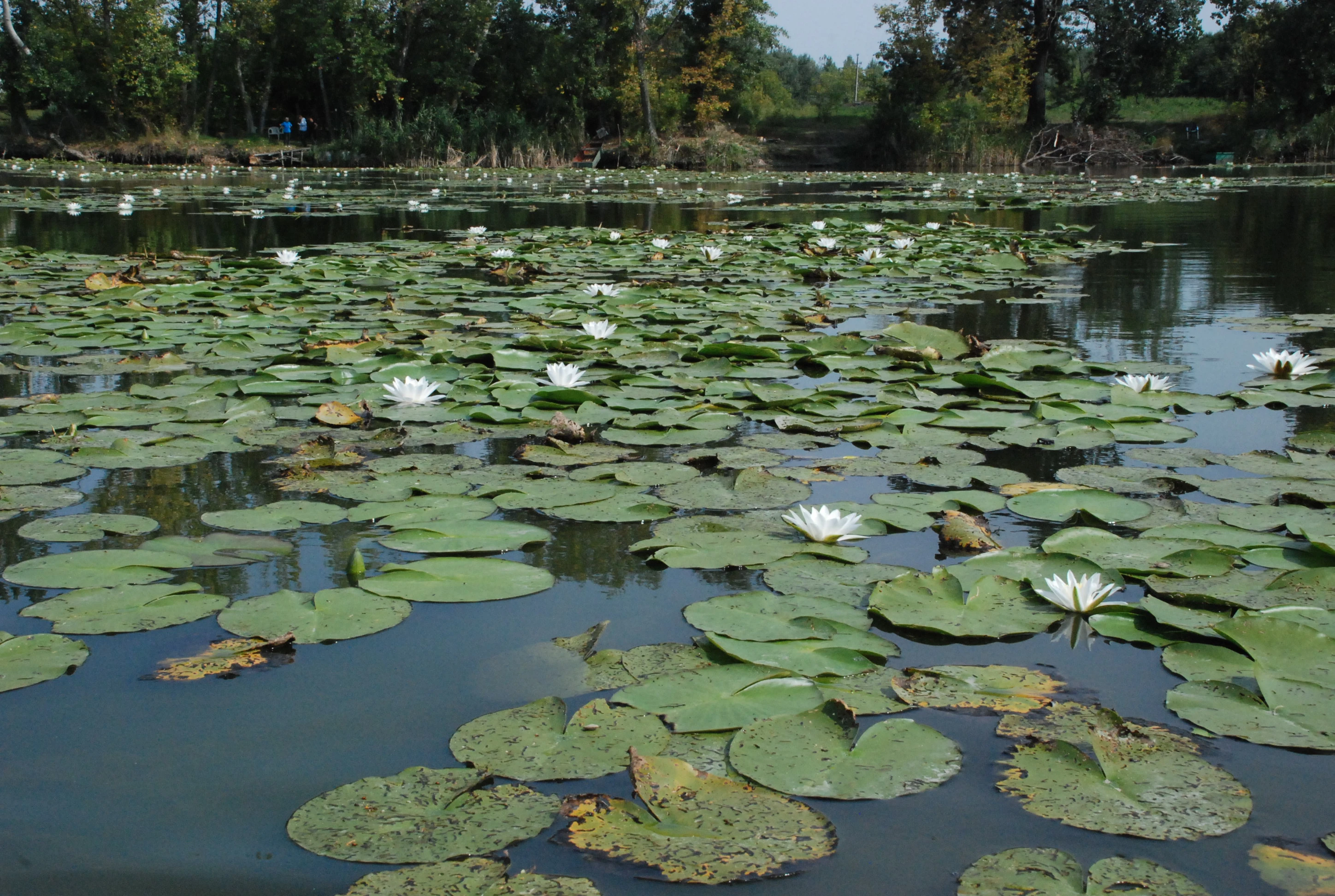 Tiszaugi holtág horgászhely - image description