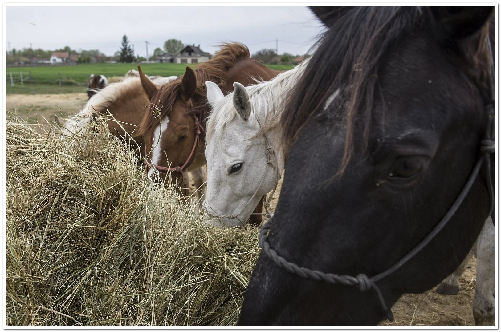 Zongor Lovastanya - image description