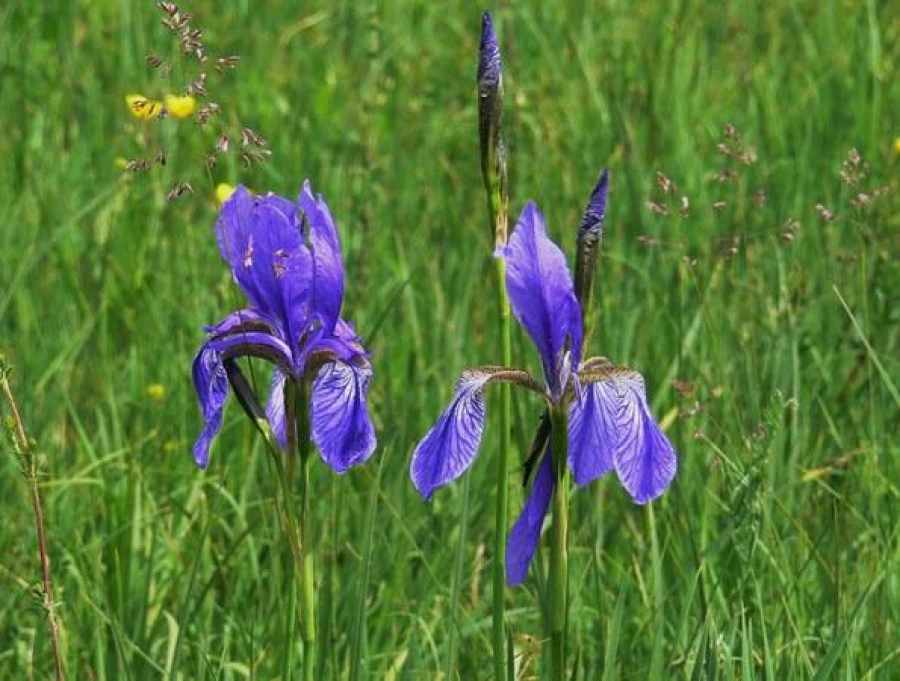 Kunbaracs képek - image description