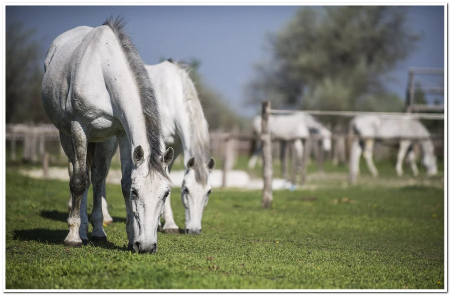Albus Unicornis Lovarda és Vendégház - image description