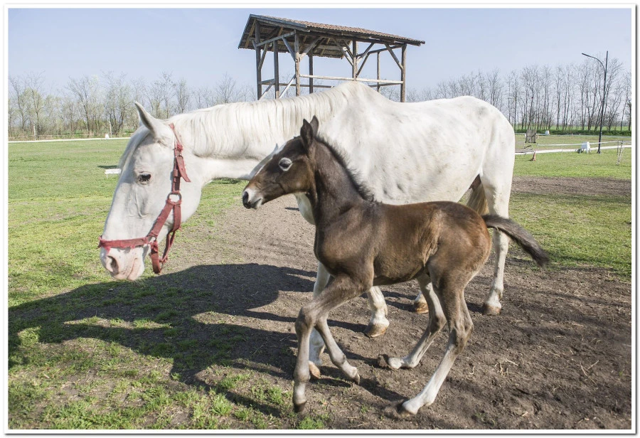 Albus Unicornis Lovarda és Vendégház - image description