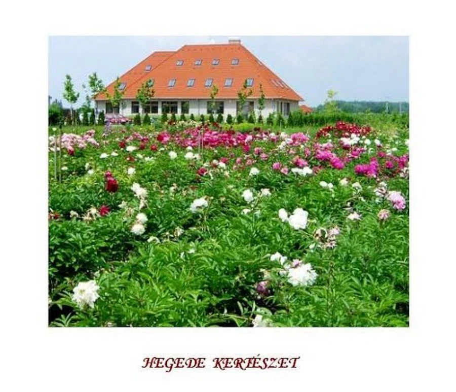 Helvéciai Hegede Kertészet - image description