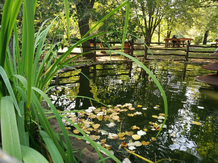 Kecskeméti Arborétum fa- és cserjegyűjteménye - image description