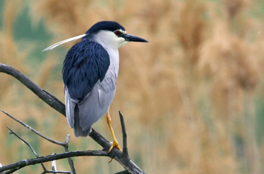 Tőserdő, valamint a szikrai Holt-Tisza természeti értékei - image description