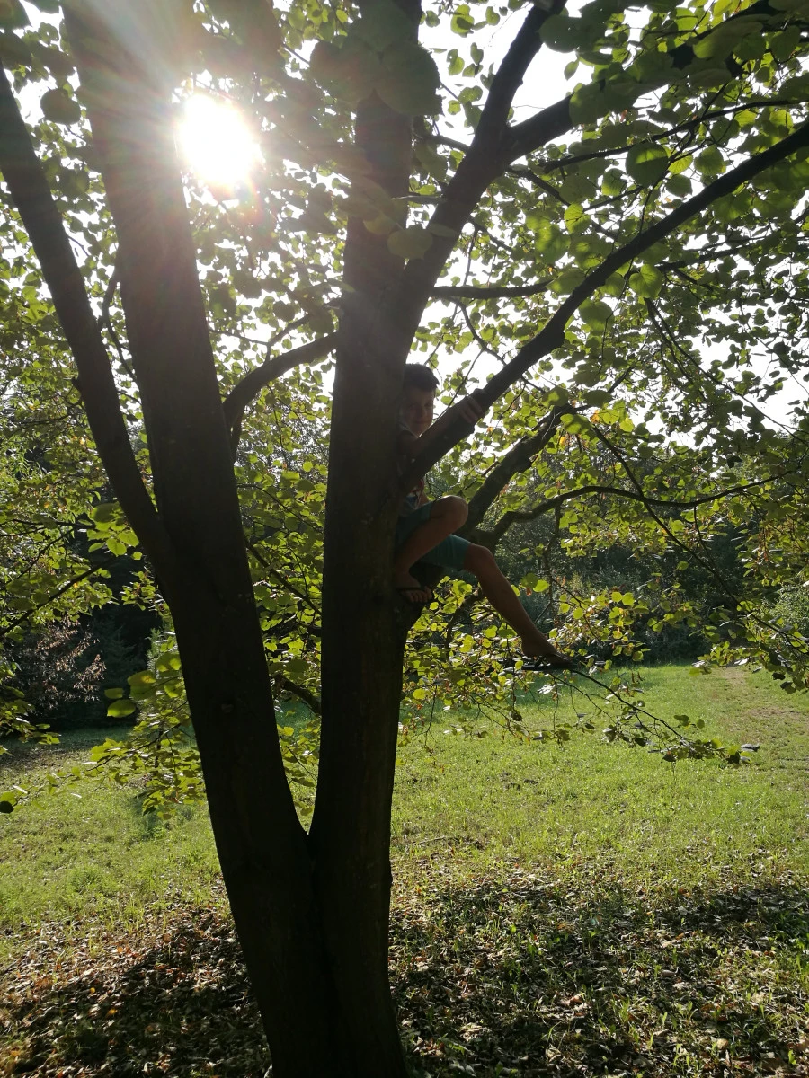 Kecskeméti Arborétum fa- és cserjegyűjteménye - image description