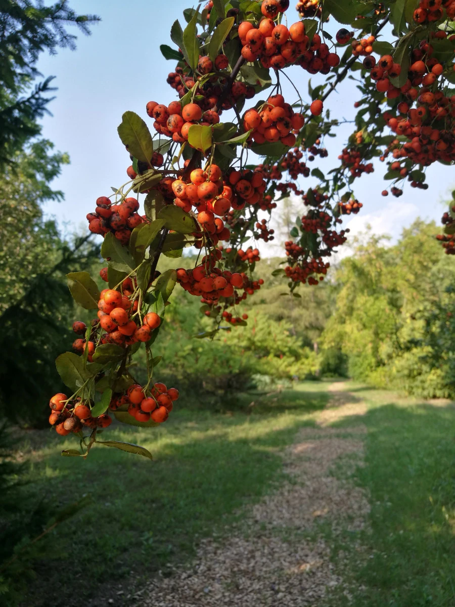 Kecskeméti Arborétum fa- és cserjegyűjteménye - image description