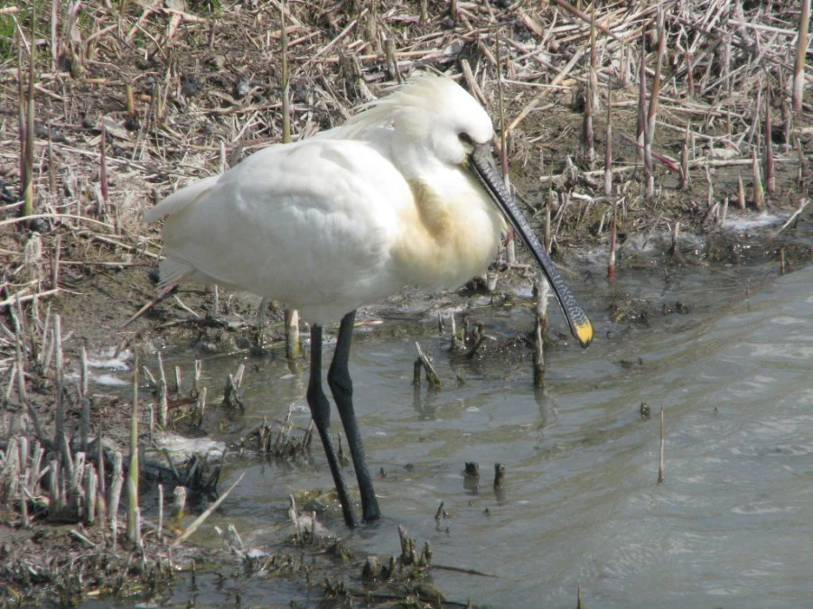 Tőserdő, valamint a szikrai Holt-Tisza természeti értékei - image description