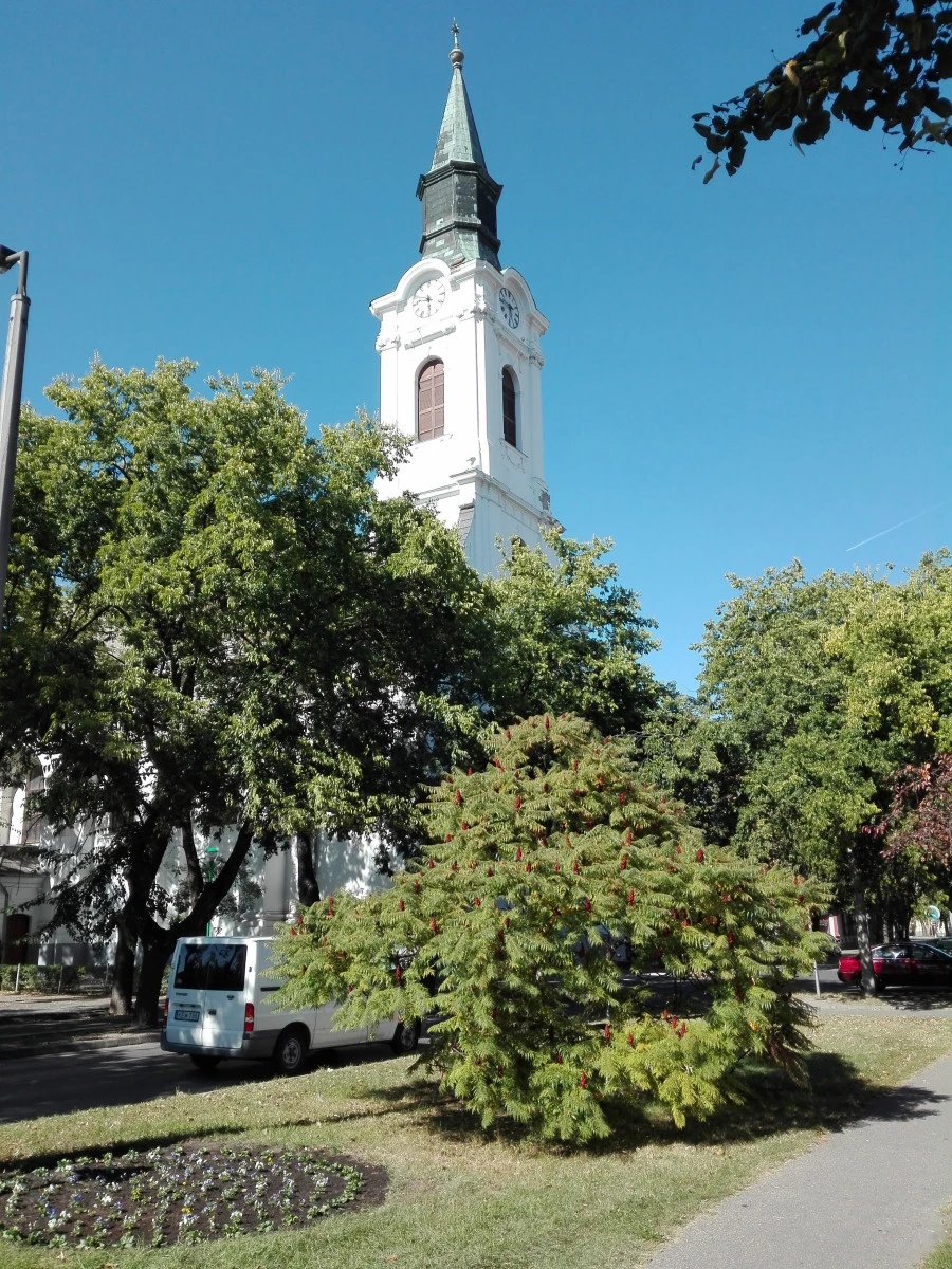 A kiskunhalasi református templom - image description