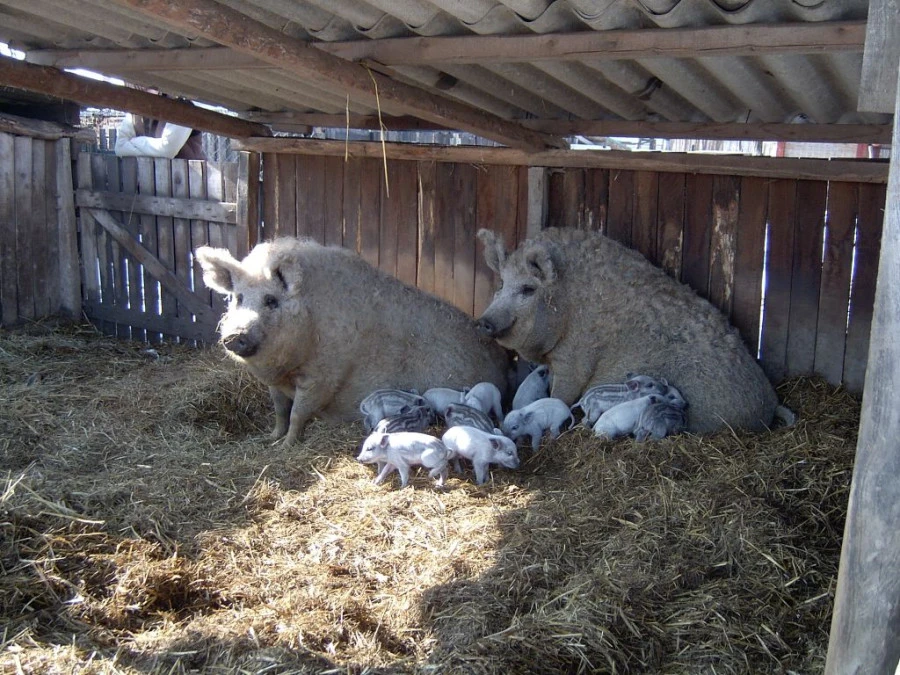Aranyegyháza kincsei – Füstölt mangalica disznótoros étkek - image description
