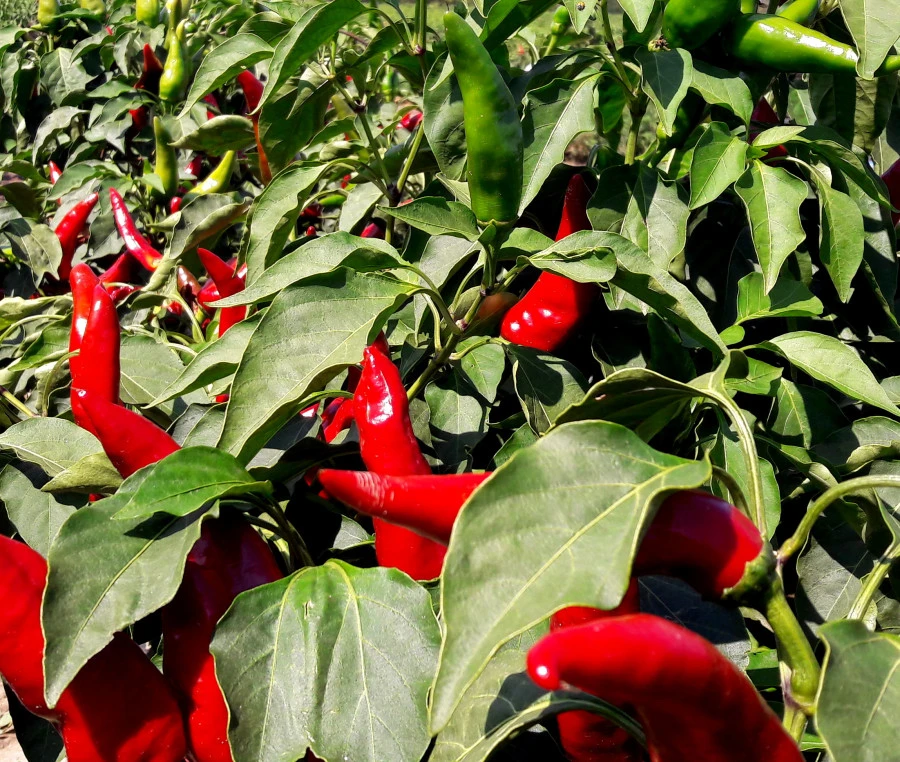 Kunadacsi Különleges Fűszerpaprika-őrlemény - image description