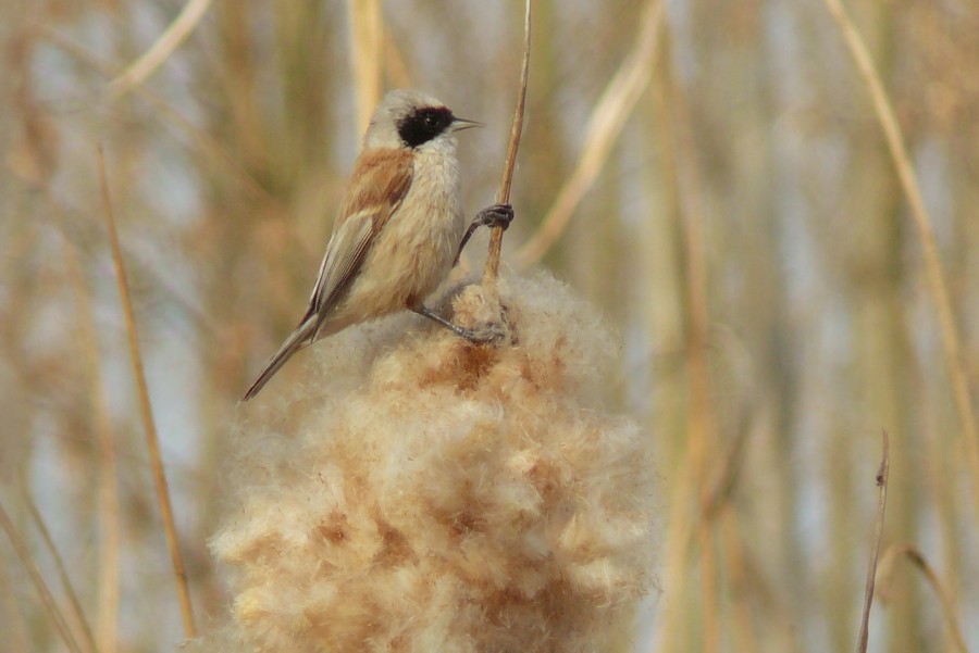 Őrjeg - image description