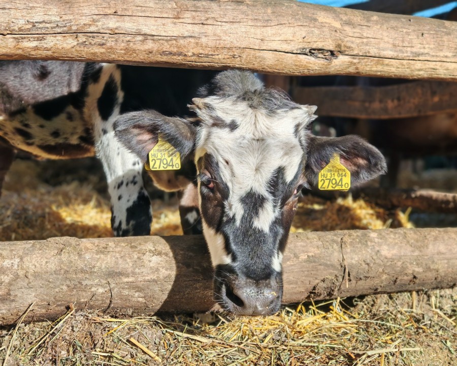 lakner farm - image description