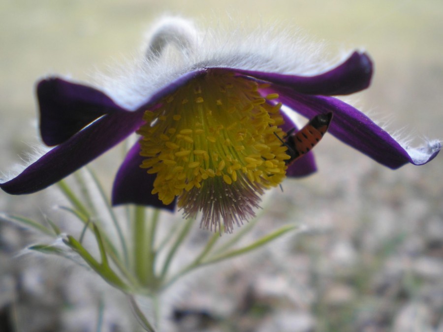 Őrjeg - image description