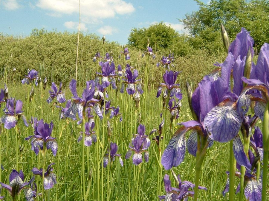 Őrjeg - image description