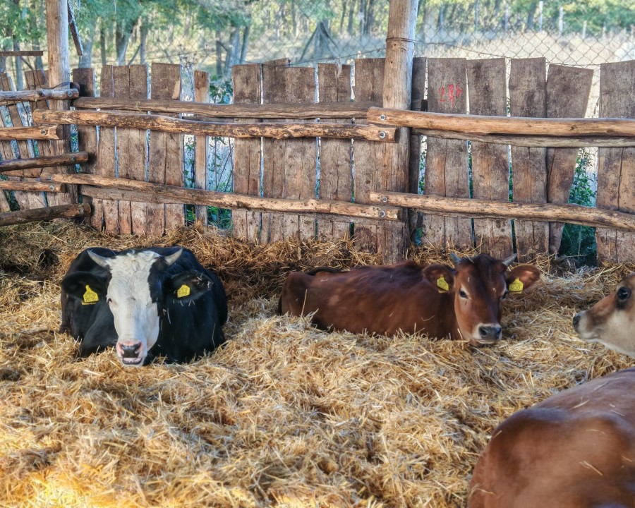 lakner farm - image description