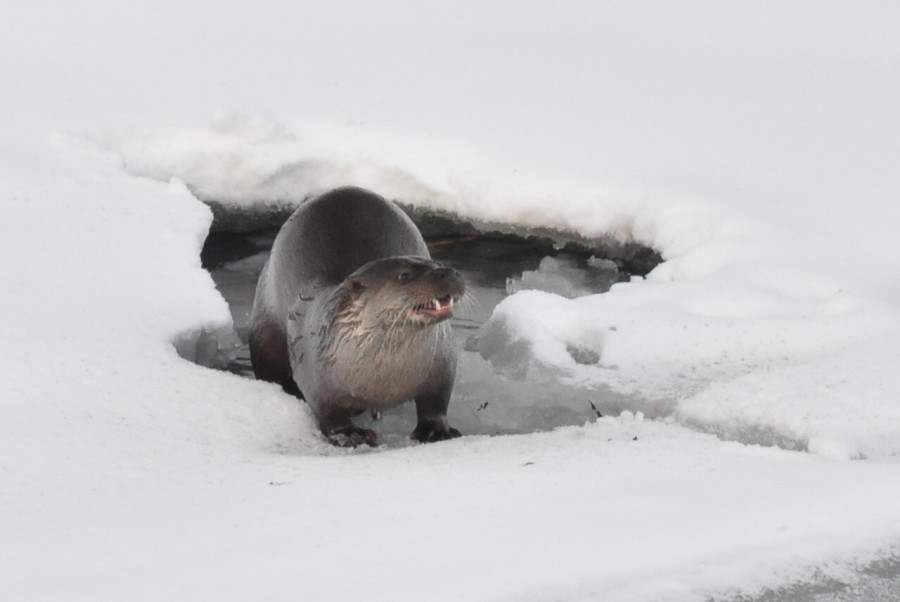 Őrjeg - image description