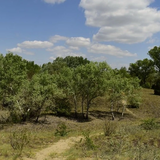Báránypirosító tanösvény - Fülöpházi buckavidék (Fülöpháza) - image description