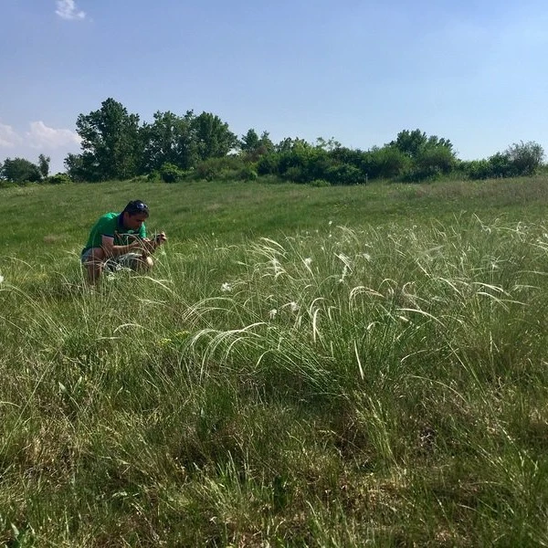 Kosbor tanösvény - Peszéradacsi-rétek (Kunadacs) - image description