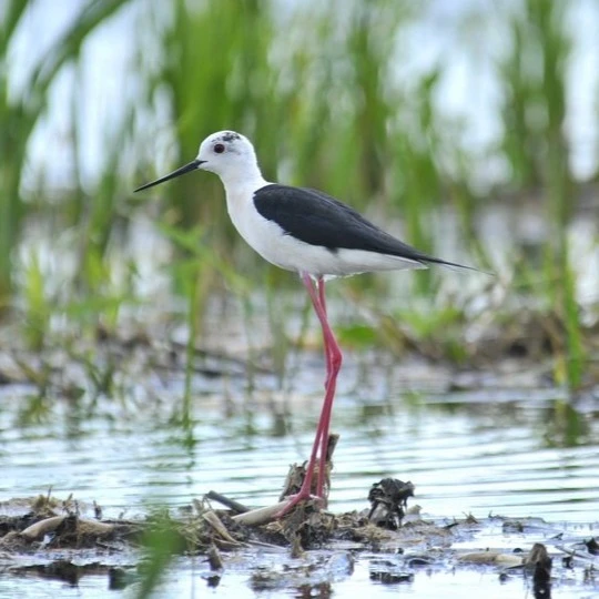 Aqua Colun tanösvény - Kolon-tó (Izsák) - image description