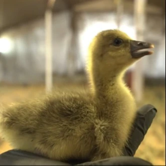 A képen egy kis liba látható.