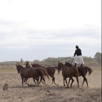 A képen egy férfi két ló hátán áll egy-egy lábbal, és maga előtt vezet másik 3 lovat.