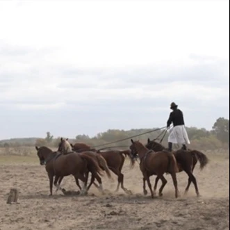 A képen egy férfi két ló hátán áll egy-egy lábbal, és maga előtt vezet másik 3 lovat.