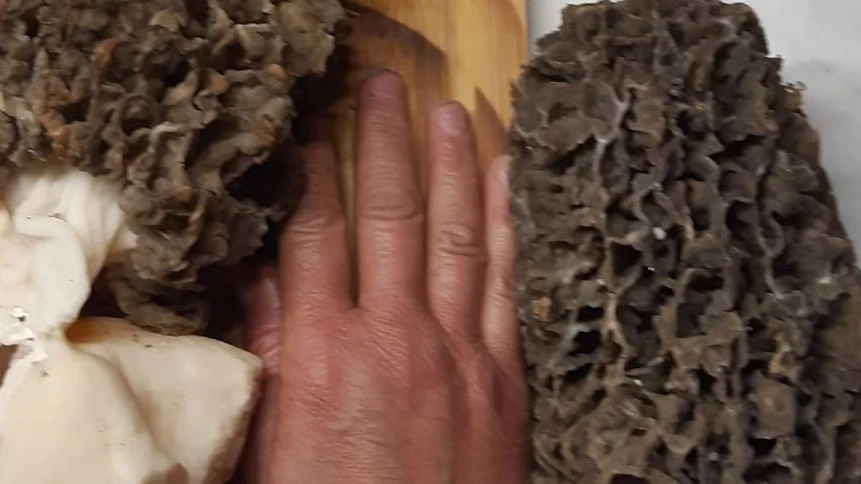 Kapitális kucsmagombát találtak Soltvadkerten  - image description