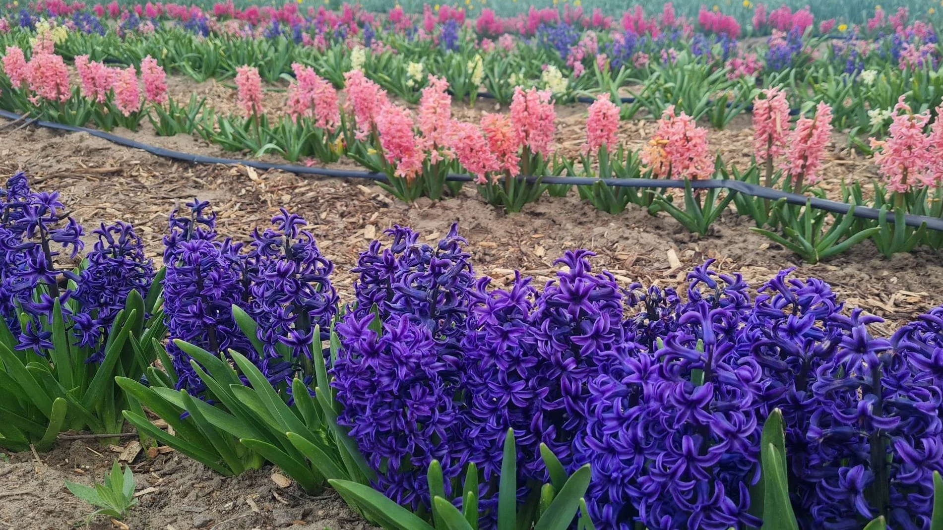 TÖBB MINT TULIPÁN,  TÁZLÁRON TOMBOL A  TAVASZ  - image description