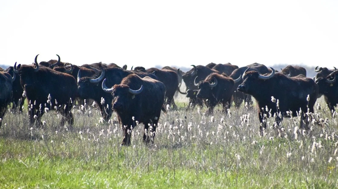 Bivalyok az 52-es főúton - image description