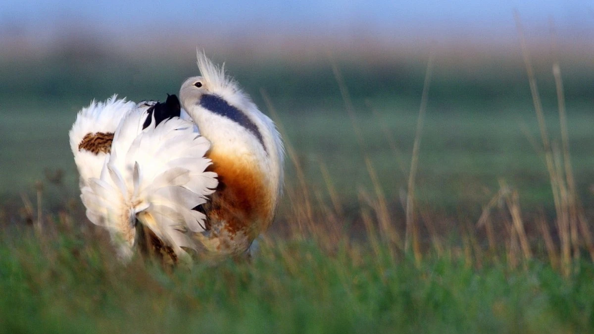 Most meglesheti a túzokokat - image description