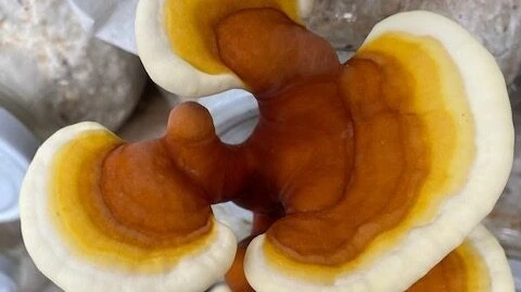 Egészség és helyi gazdaság - image description