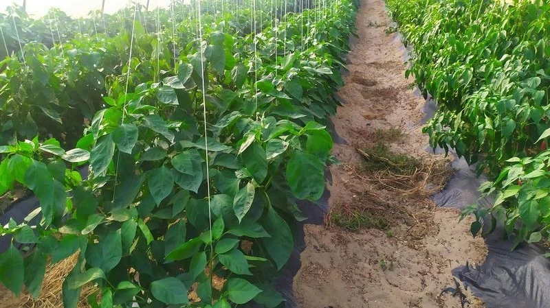 Vármegyénkben, Tabdin készül a világ egyik legjobb mustárja  - image description