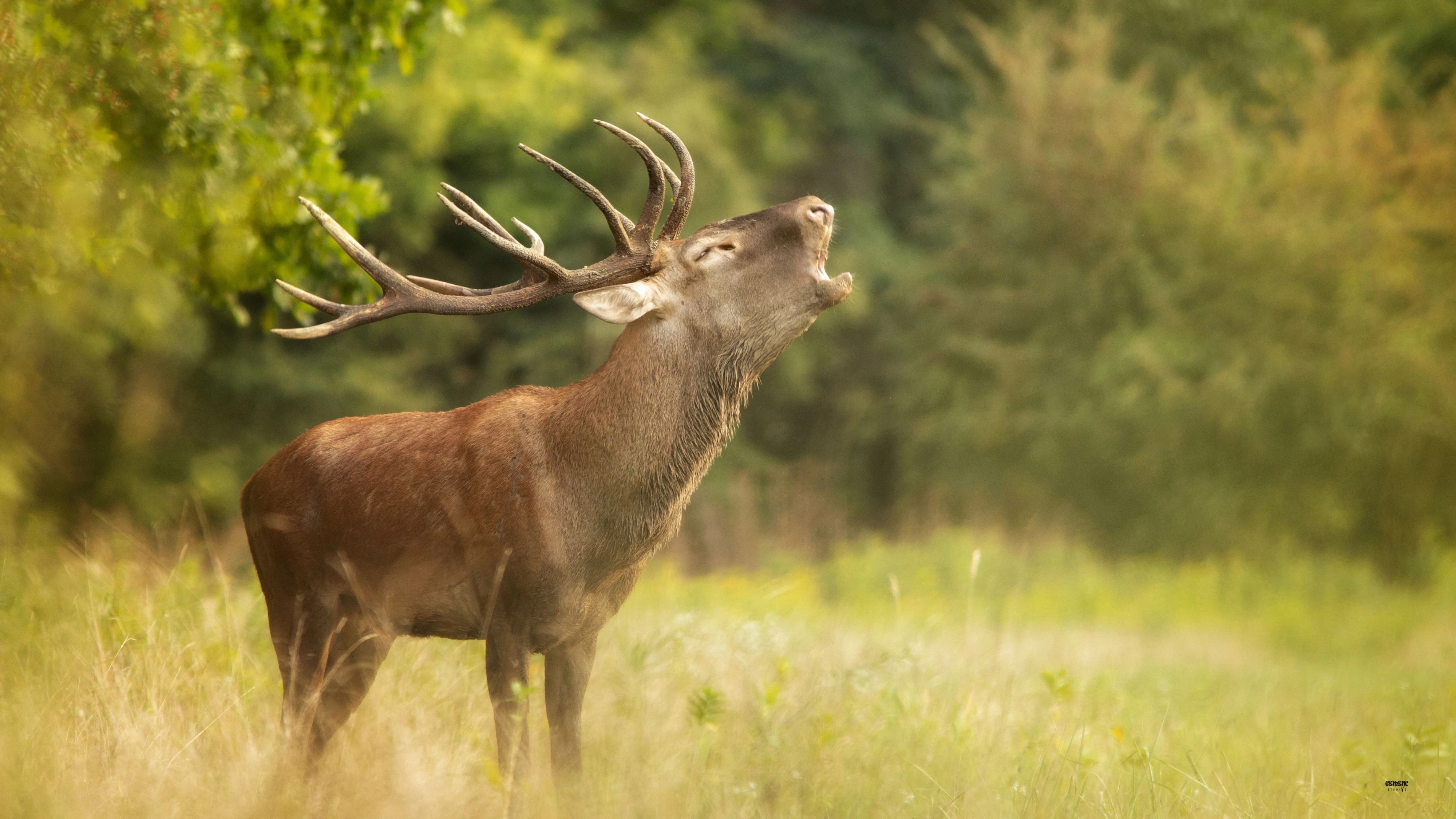 MEGKEZDŐDÖTT A SZARVASBŐGÉS GEMENCEN IS - image description