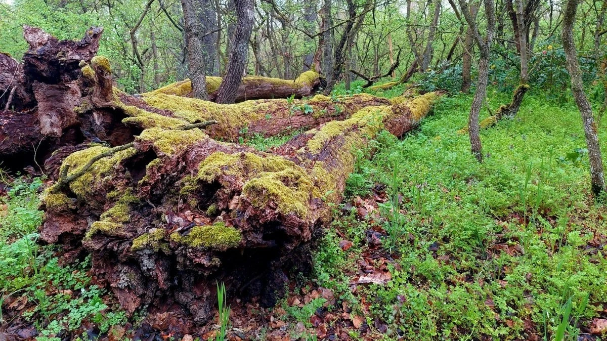 Természetismereti és ökotúrák a Kiskunsági Nemzeti Parkban - image description
