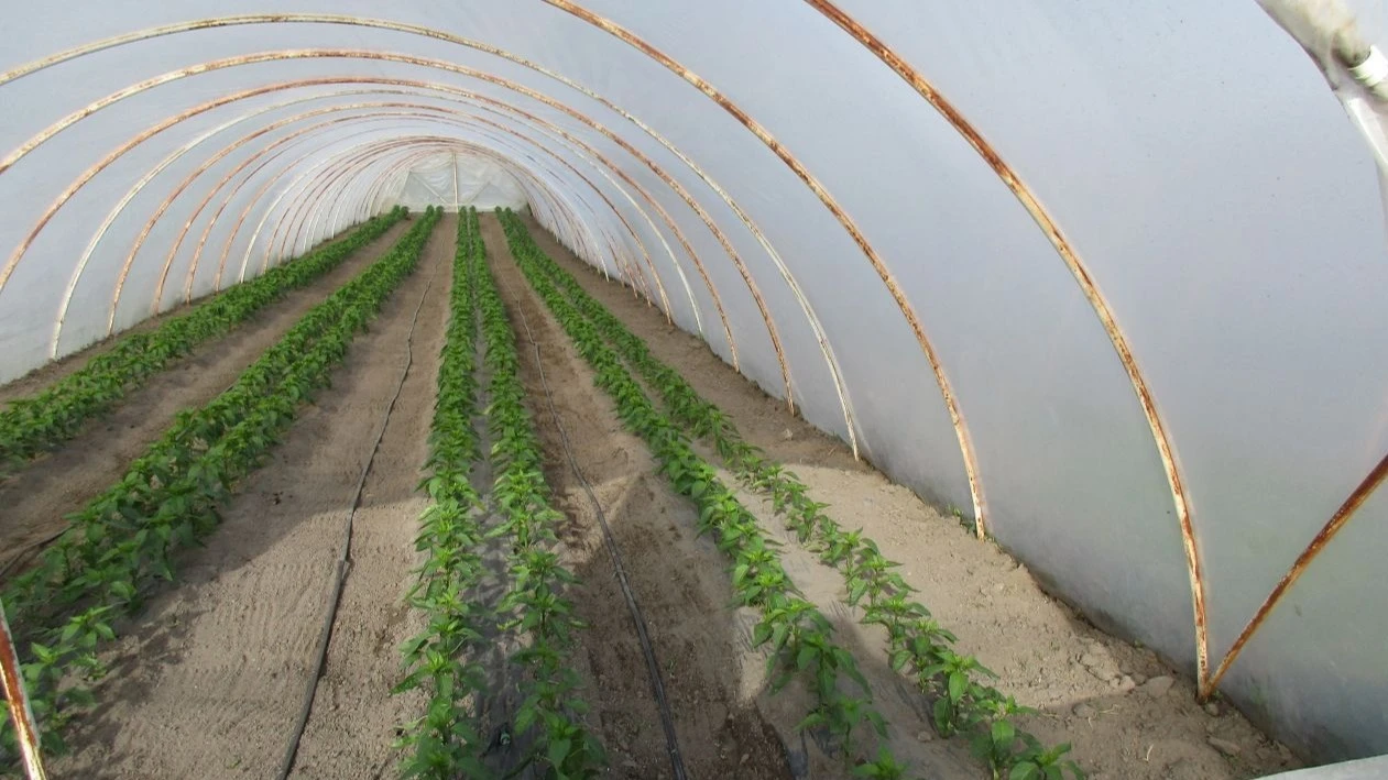 Például. A paprikafeldolgozás önkormányzati kézben - image description