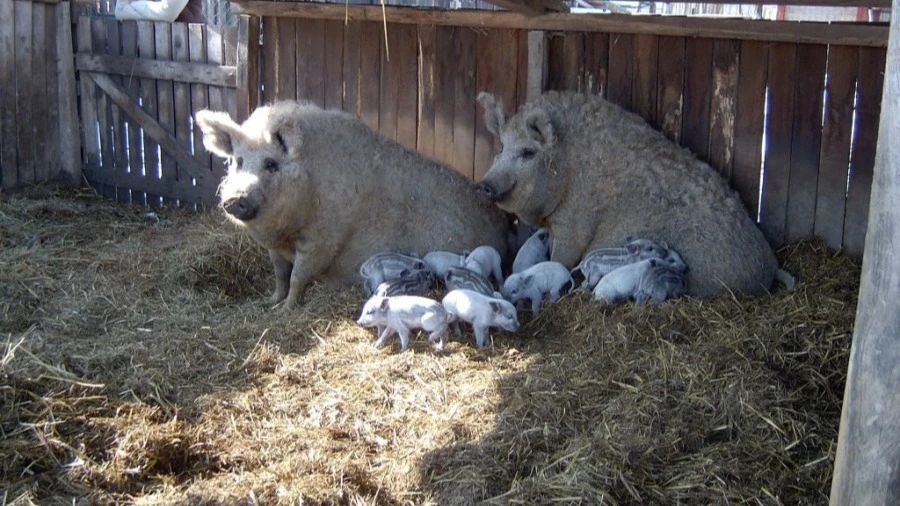 A hagyomány minősége - image description