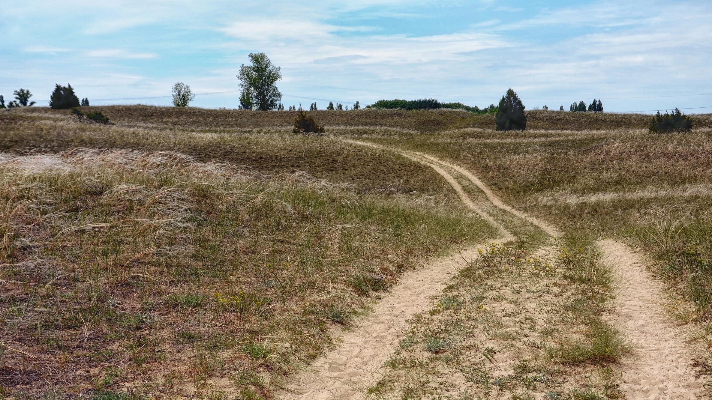 Új fajokat fedeztek fel a Fülöpházi-homokbuckákon - image description