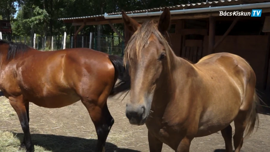 Lóháton a fi200-ba - Vadvirág Lovasudvar - image description