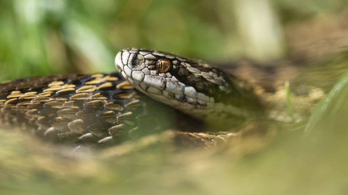 Látogatás a Rákosivipera-védelmi Központba, a Petőfi emlékév alkalmából - image description
